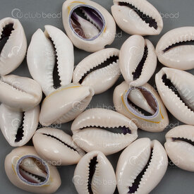 1114-0012-03GY - Shell Pendant Cowrie app. 25x17x9mm Grey Natural 50g (app. 15pcs) 1114-0012-03GY, coquillage,montreal, quebec, canada, beads, wholesale