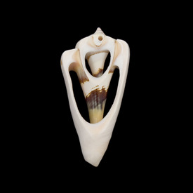 *1114-0117 - Lake Shell Bead Strombus Luhuanus App. 50mm Ivory 10pcs *1114-0117,montreal, quebec, canada, beads, wholesale