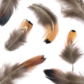 *2501-0205 - Feather Pheasant Raw 10g. *2501-0205,montreal, quebec, canada, beads, wholesale