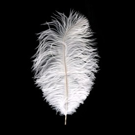 2501-0212-01 - Feather Ostrich White 14-16'' 1pc 2501-0212-01,autruche,montreal, quebec, canada, beads, wholesale