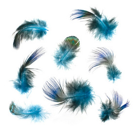 2501-0214-03 - Feather Peacock Turquoise App. 0.5'' 5g. 2501-0214-03,montreal, quebec, canada, beads, wholesale