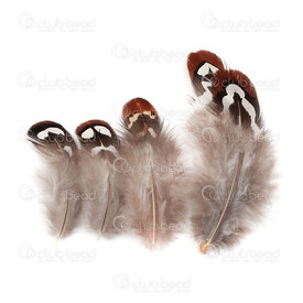 2501-0221 - Feather Pheasant Brown/Black/White 2-3'' 50pcs 2501-0221,faisan,montreal, quebec, canada, beads, wholesale