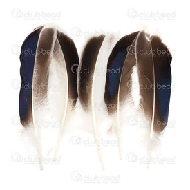 2501-0223-19 - Feather Duck Natural/Black Iridescent 10-15cm 50pcs 2501-0223-19,50pcs,Duck,Feather,Duck,Natural/Black Iridescent,10-15cm,50pcs,China,montreal, quebec, canada, beads, wholesale