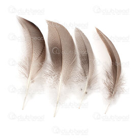 2501-0223-25 - Plume Canard Naturel 8-13cm 50pcd 2501-0223-25,plume,montreal, quebec, canada, beads, wholesale