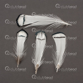 2501-0228-01 - Feather wild chicken White/Grey/Brown 5-10cm 50pcs 2501-0228-01,poule,Feather,wild chicken,White/Grey/Brown,5-10cm,50pcs,montreal, quebec, canada, beads, wholesale