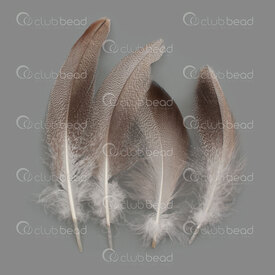 2501-0271-01 - Feather Wild Duck Natural 8-13cm 50pcs 2501-0271-01,plumes,montreal, quebec, canada, beads, wholesale